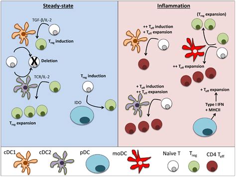 Frontiers The Role Of Dendritic Cell Subsets And Innate Immunity In