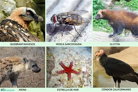 Animales Carroñeros Qué Son Características Y Ejemplos Resumen