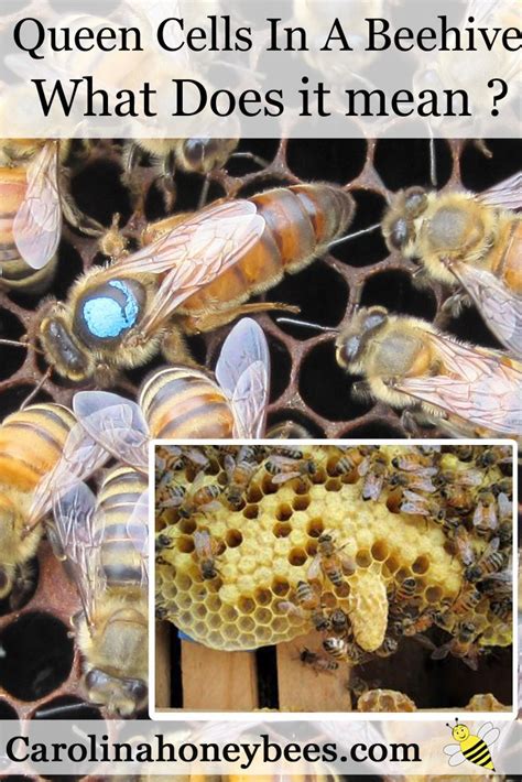 What To Do With Queen Cells In Your Hive Carolina Honeybees Bee