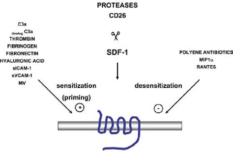 Modulation Of The Sdf Cxcr Axis By External Factors The Sdf Cxcr