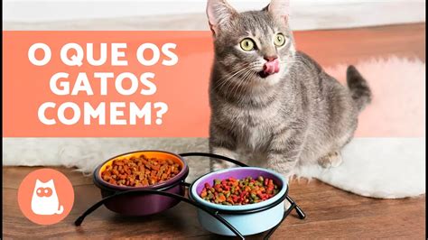 5 Tipos De Comida Para Gatos 🐱🥩 O Que Um Gato Come Youtube