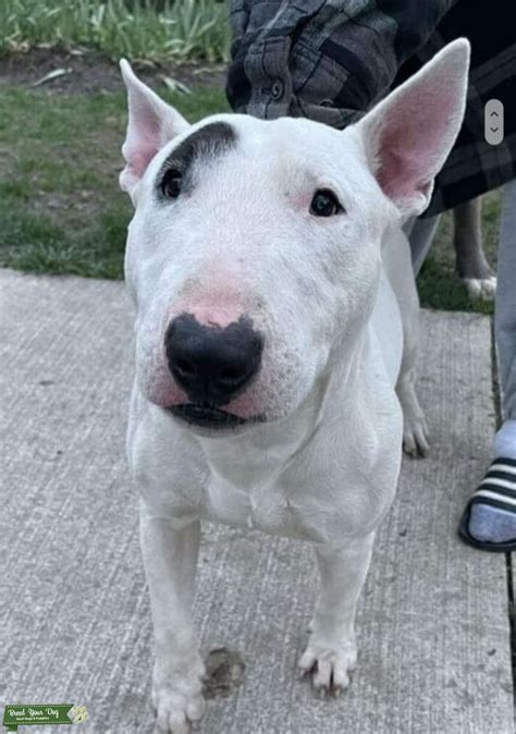 White Bull Terrier - Stud Dog in Stratford, Ontario , the United States ...