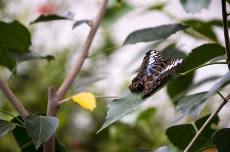 Banco De Imagens Natureza Ramo P Ssaro Asa Branco Folha Flor