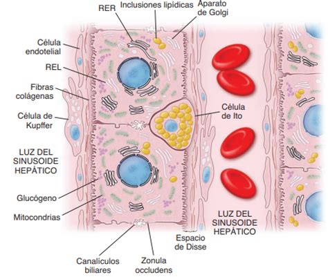 Celulas De Kupffer Clase