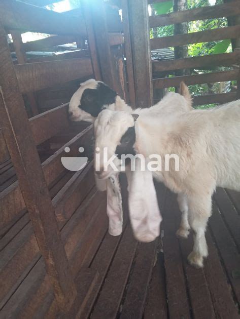 Goat Jamunapari For Sale In Kelaniya Ikman