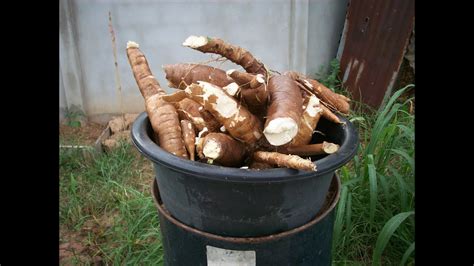 Growing Cassava At Home From Planting To Harvest Youtube