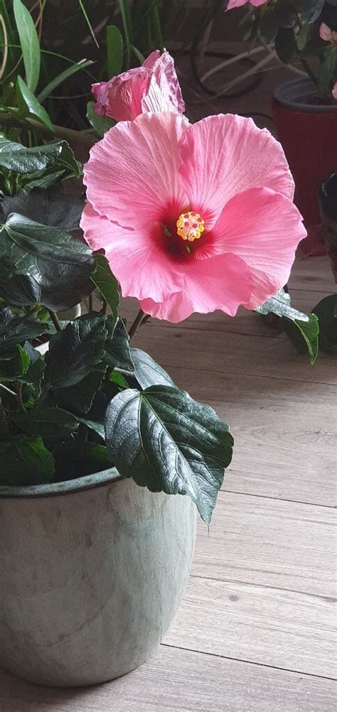 Hibiscus Doniczkowy Kwitn Cy Gda Sk Og Oszenie Na Allegro Lokalnie