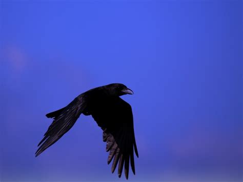 Raven Bird Black Fly Sky 4k Wallpaper | TOPpng