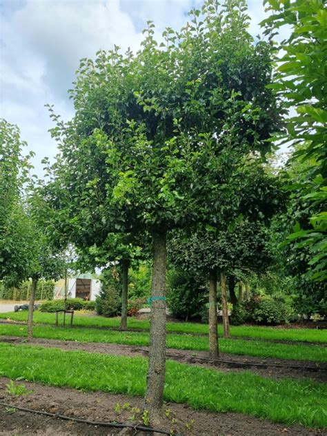 Pyrus Calleryana Chanticleer Als Veterane Leiboom