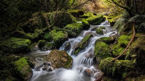 Greenery Moss Nature New Zealand Stream HD Nature Wallpapers | HD ...