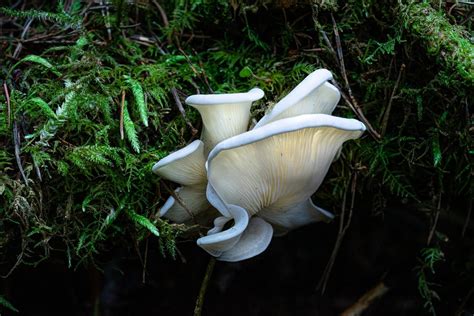 Angel_wings mushroom! Truly a beautiful sight : r/biology