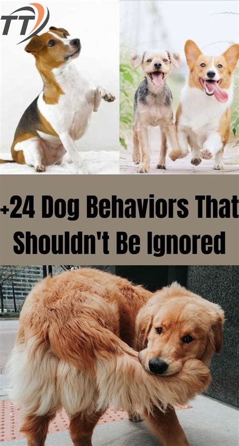 24 Dog Behaviors That Shouldn T Be Ignored Artofit