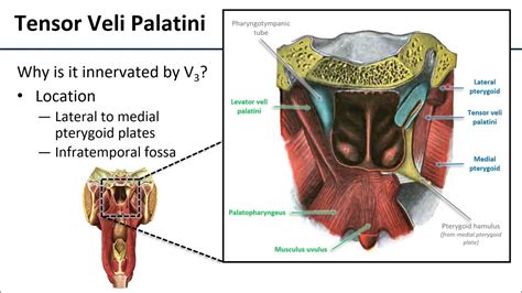 Soft Palate Youtube