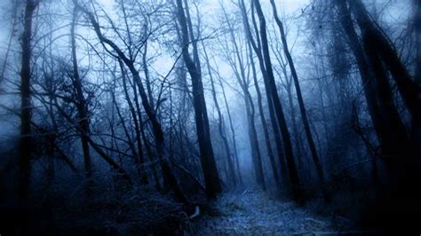 Eerie and beautiful forest photos - Insidiously Adorable