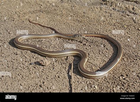 California Striped Racer Snake Coluber Lateralis Lateralis Stock Photo