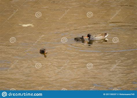 Eurasian Common Moorhen Feeding One of Its Chicks. Stock Image - Image ...