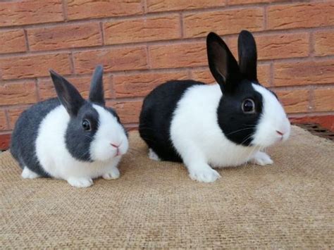 Baby Dutch Rabbits For Sale Blue And Black Ukpets