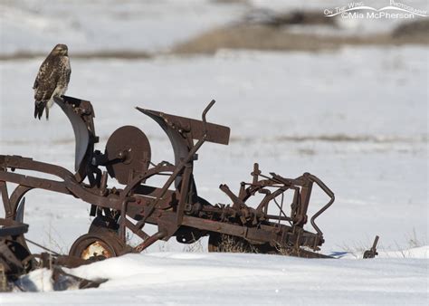 Red-tailed Hawk On Rusting Farm Machinery - Mia McPherson's On The Wing ...