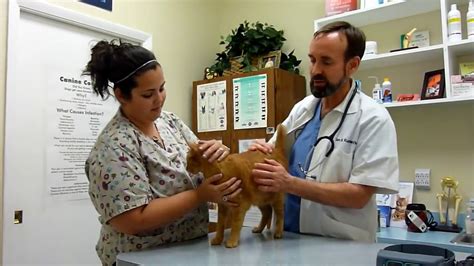 The Complete Cat Physical Exam Youtube