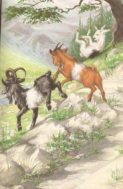 billy goats gruff beautiful grass    side wild