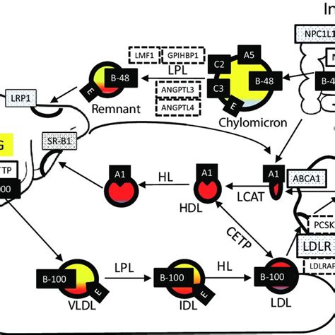 Schematic Of Plasma Lipoprotein Metabolism See Text For Detailed