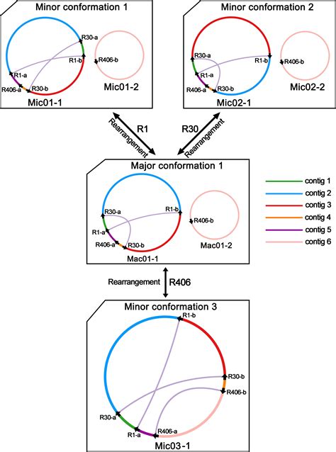 Frontiers Genetic Diversity Of Coffea Arabica L Mitochondrial