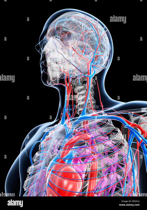 Male Vascular System Artwork Stock Photo Alamy