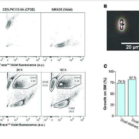 Intra Species Mating Of S Cerevisiae Strains CEN PK113 5A MATa URA3