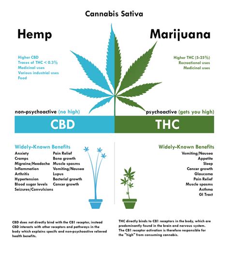 Hemp Vs Cannabis – Hemp vs. Marijuana: What’s the Difference?