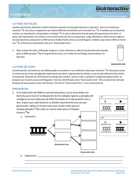 Experimento De Pulso Caza De Meselson Y Stahl Gu A Para Medio