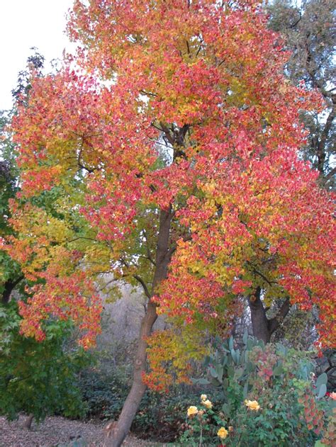 Liquid Amber Ornamental Trees Dream Garden Amber Tree