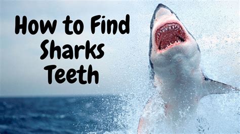 How To Find Sharks Teeth At Myrtle Beach Youtube