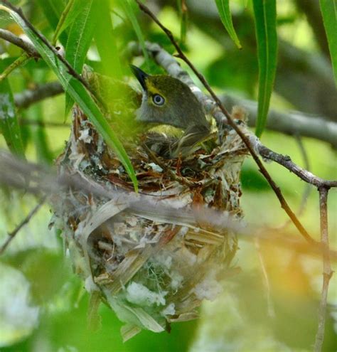 White-Eyed Vireo Nest | Wildlife pictures, Wildlife, Bird