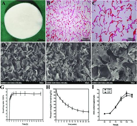 A Gross Appearance Of The PLGA CS Scaffold B And C HE Staining Of