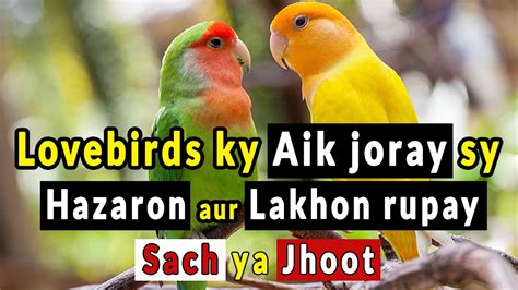 Lovebirds Business Idea In Pakistan Aik Joray Sy Hazaron Aur Lakhon