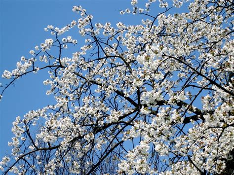 Free Images Branch Plant White Flower Bloom Spring Produce