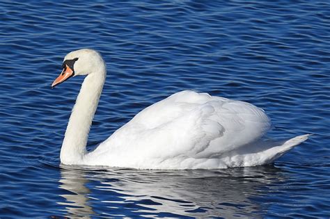 Lac Cygne L Eau La Photo Gratuite Sur Pixabay Pixabay