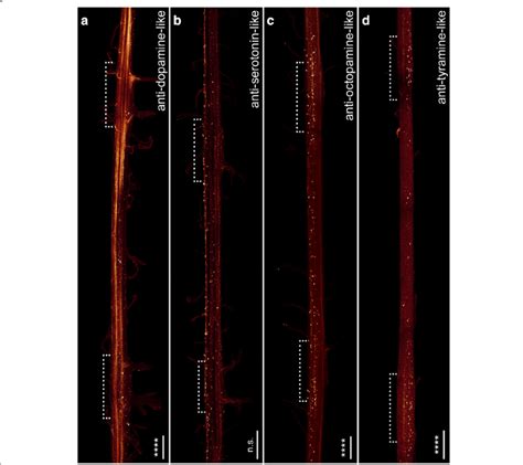 Organisation Of Individual Ventral Nerve Cords In Onychophora As