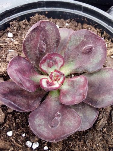 Echeveria Nodulosa Maruba Benitsukasa Pepiniere Placet