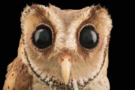 Bird Species Portraits Help To Raise Awareness For Endangered Animals