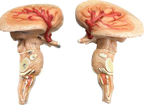 Cranial Nerves On Brain Stem Diagram Quizlet