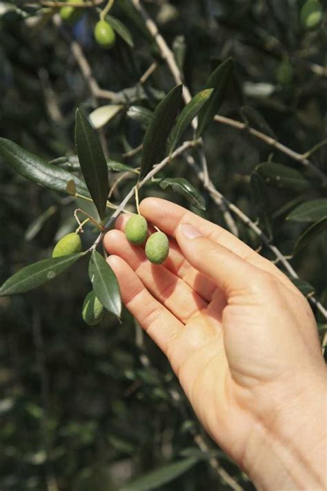 R Colte Des Olives La Maison Comment Cueillir Les Olives De L Arbre