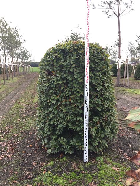 Topiary Shapes Gallery Valley Plants