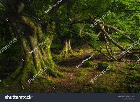 Forest Moody: Over 101,408 Royalty-Free Licensable Stock Photos ...