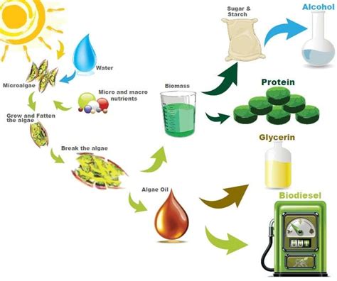 Microalgae in Biofuel Production : Plantlet