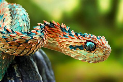 Atheris Hispida Squamigera Chlorechis Nitschei Ceratophora