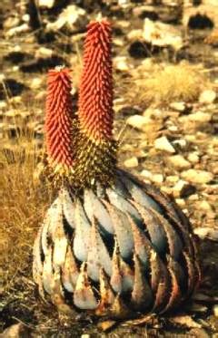 Aloe Peglerae PlantZAfrica