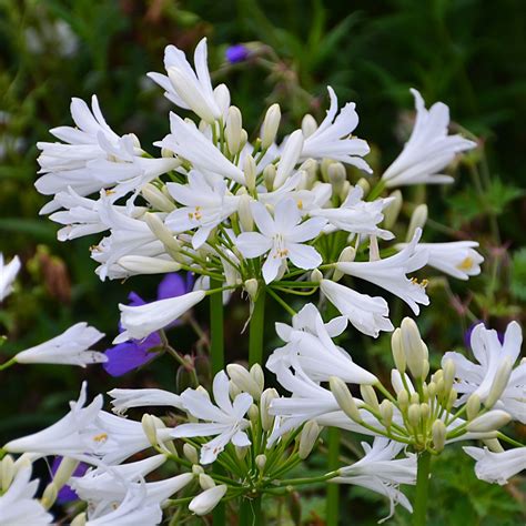 Agapanthus Pitchoune White Horticulture Dumont