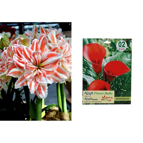 Kraft Seeds Amaryllis Lily Lilly Double Mix Rare Double Colour Three Of