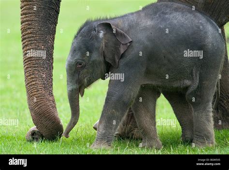 Baby asian elephant Stock Photo - Alamy